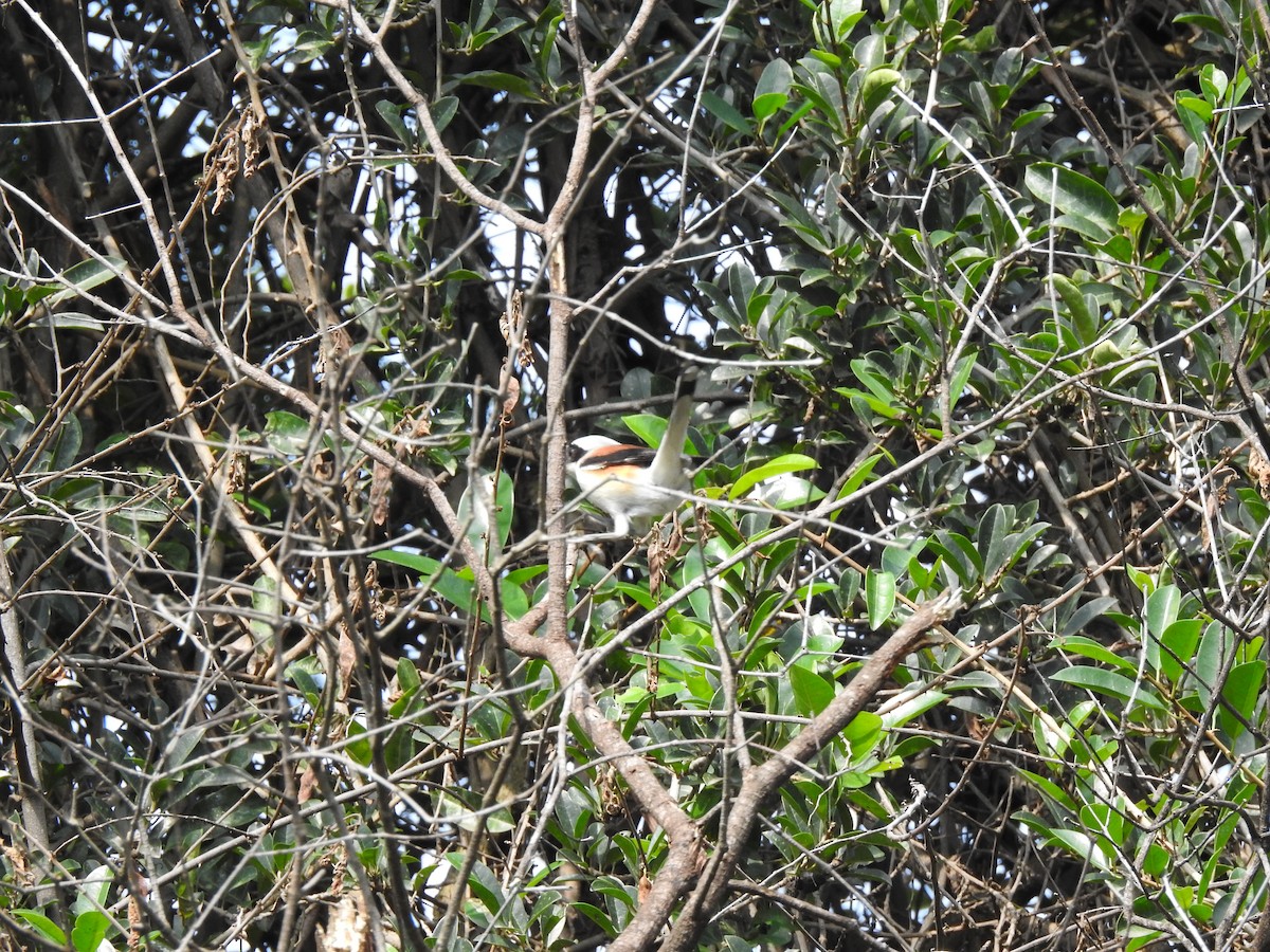 Bay-backed Shrike - Srinath TG