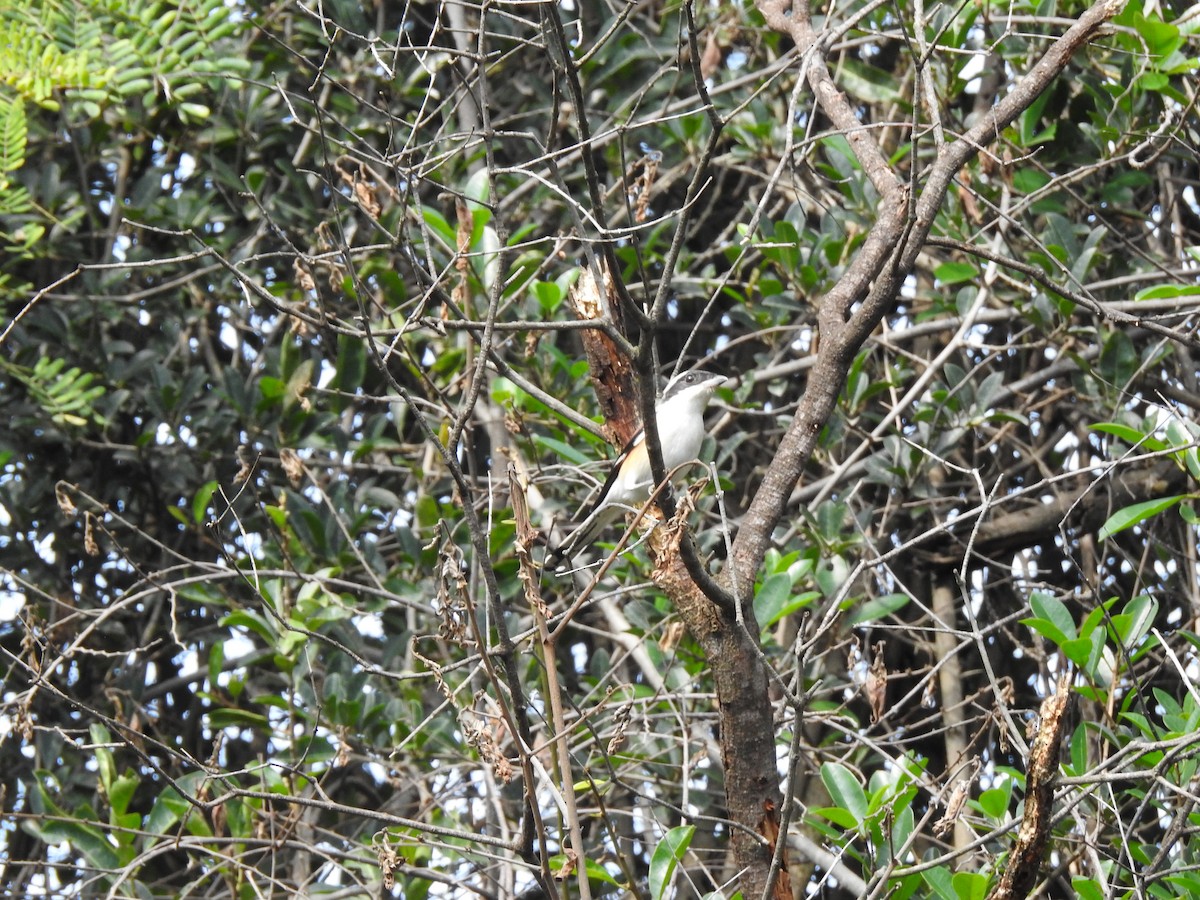 Bay-backed Shrike - ML180518881