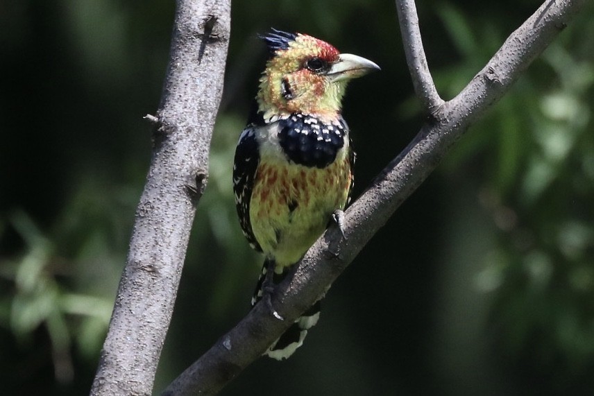 Crested Barbet - ML180518981