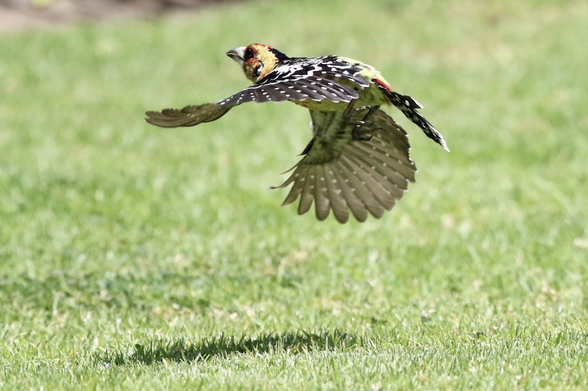 Crested Barbet - ML180519001