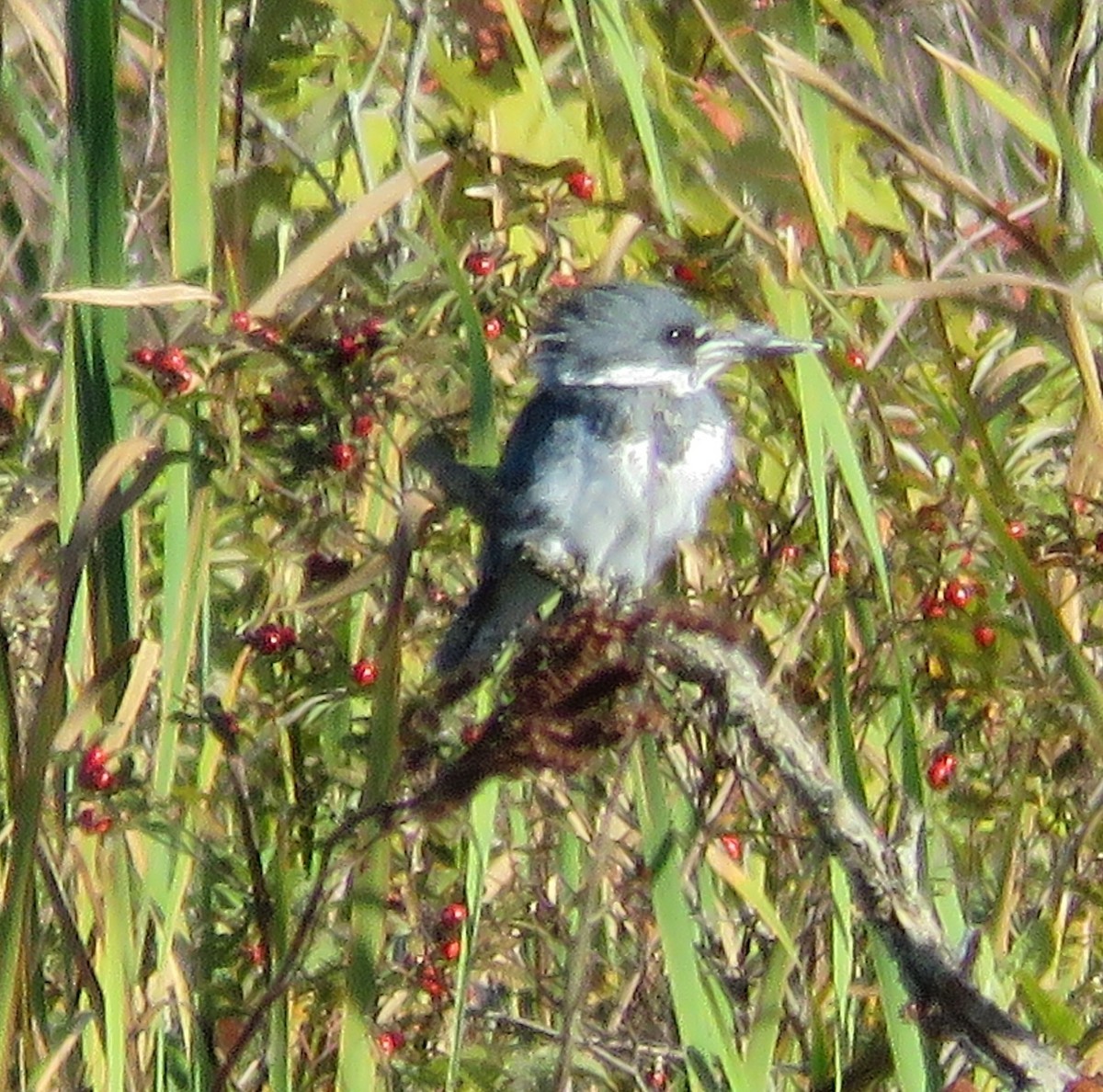 Belted Kingfisher - ML180519321