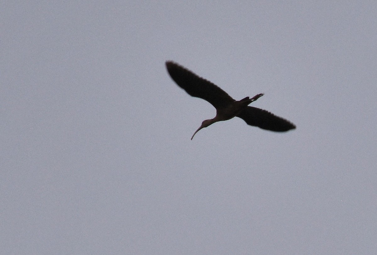 Ibis à face blanche - ML180519701