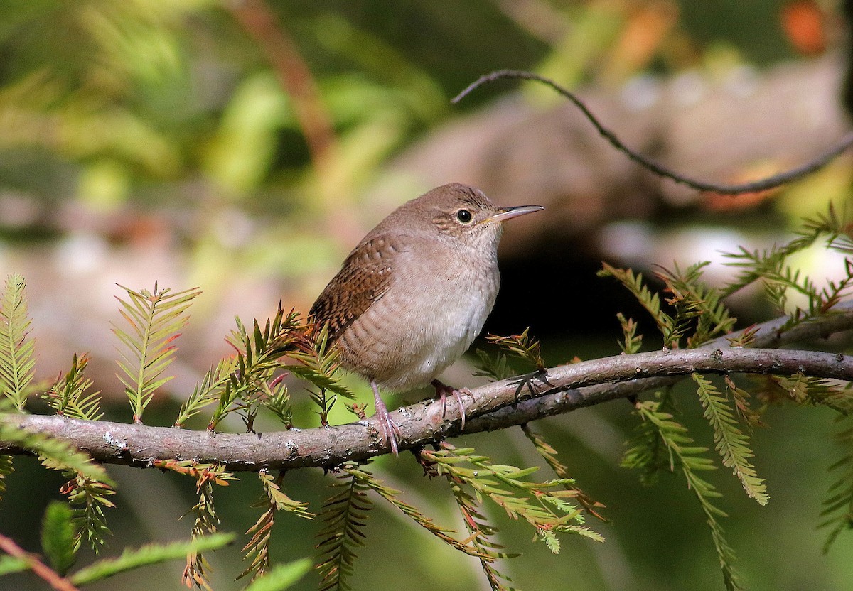 House Wren - ML180519911