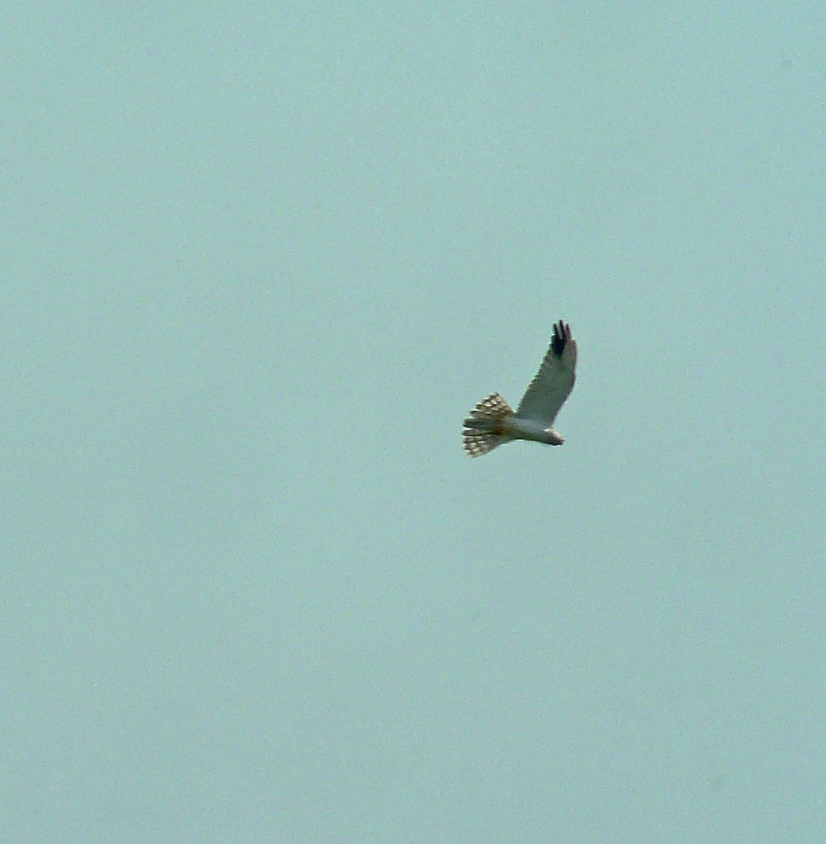 Pallid Harrier - ML180520801