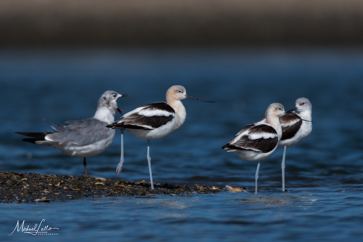 Avoceta Americana - ML180521101