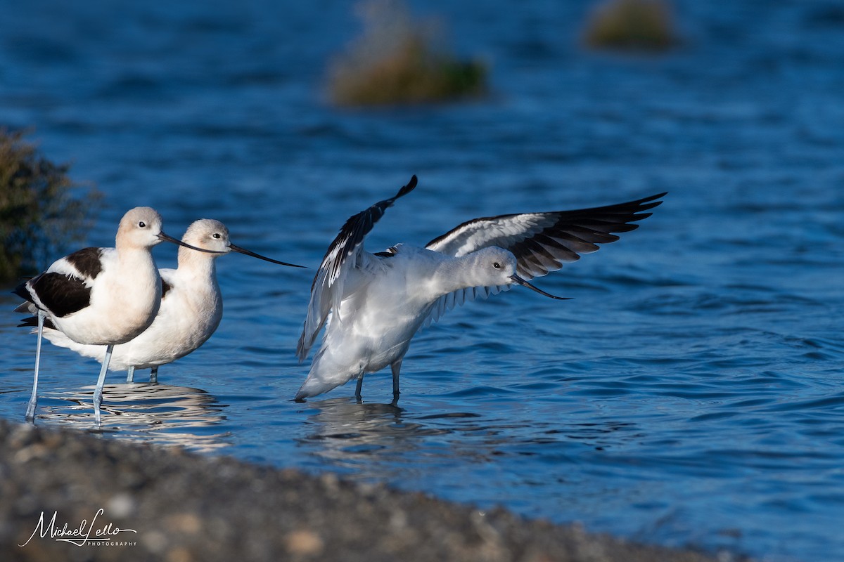 Avoceta Americana - ML180521551