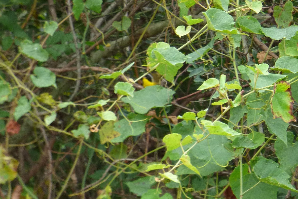 Common Yellowthroat - Sondra Lee Walling