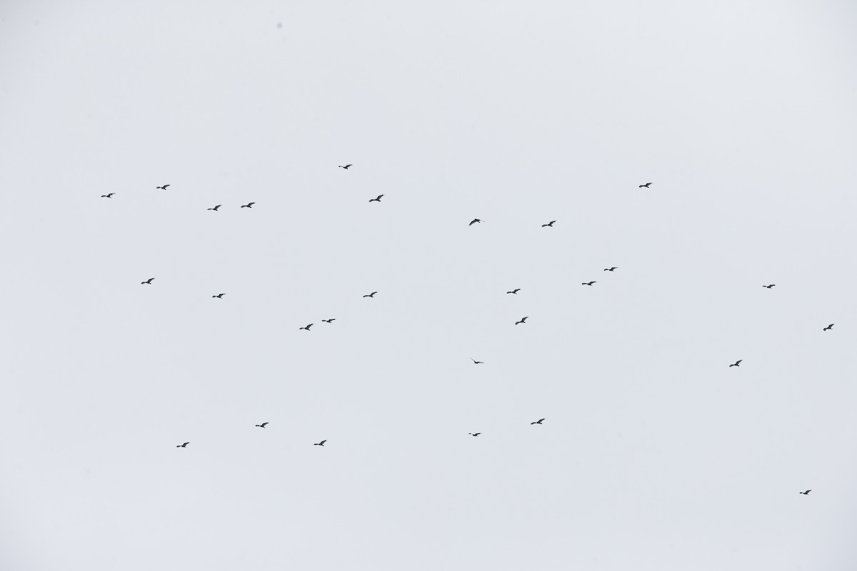 Turkey Vulture - Brandon Holden