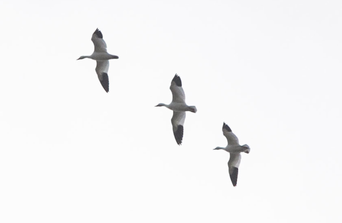 Snow Goose - Brandon Holden