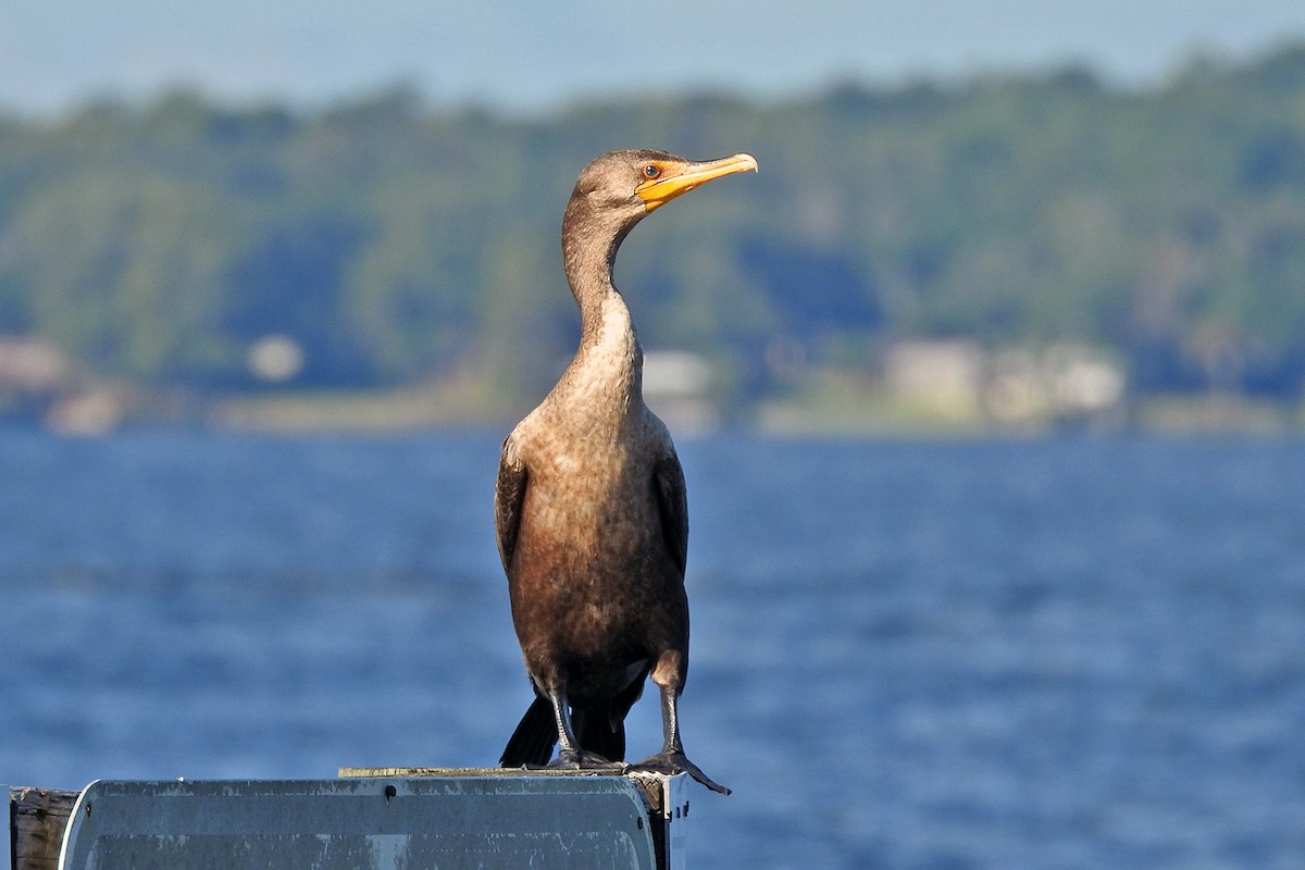 Double-crested Cormorant - ML180524371