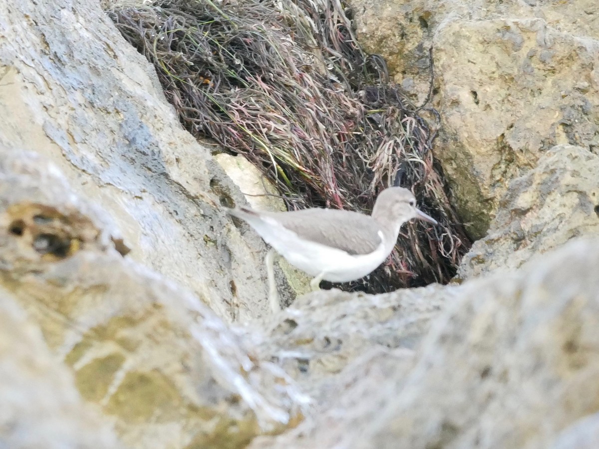 Spotted Sandpiper - ML180524471