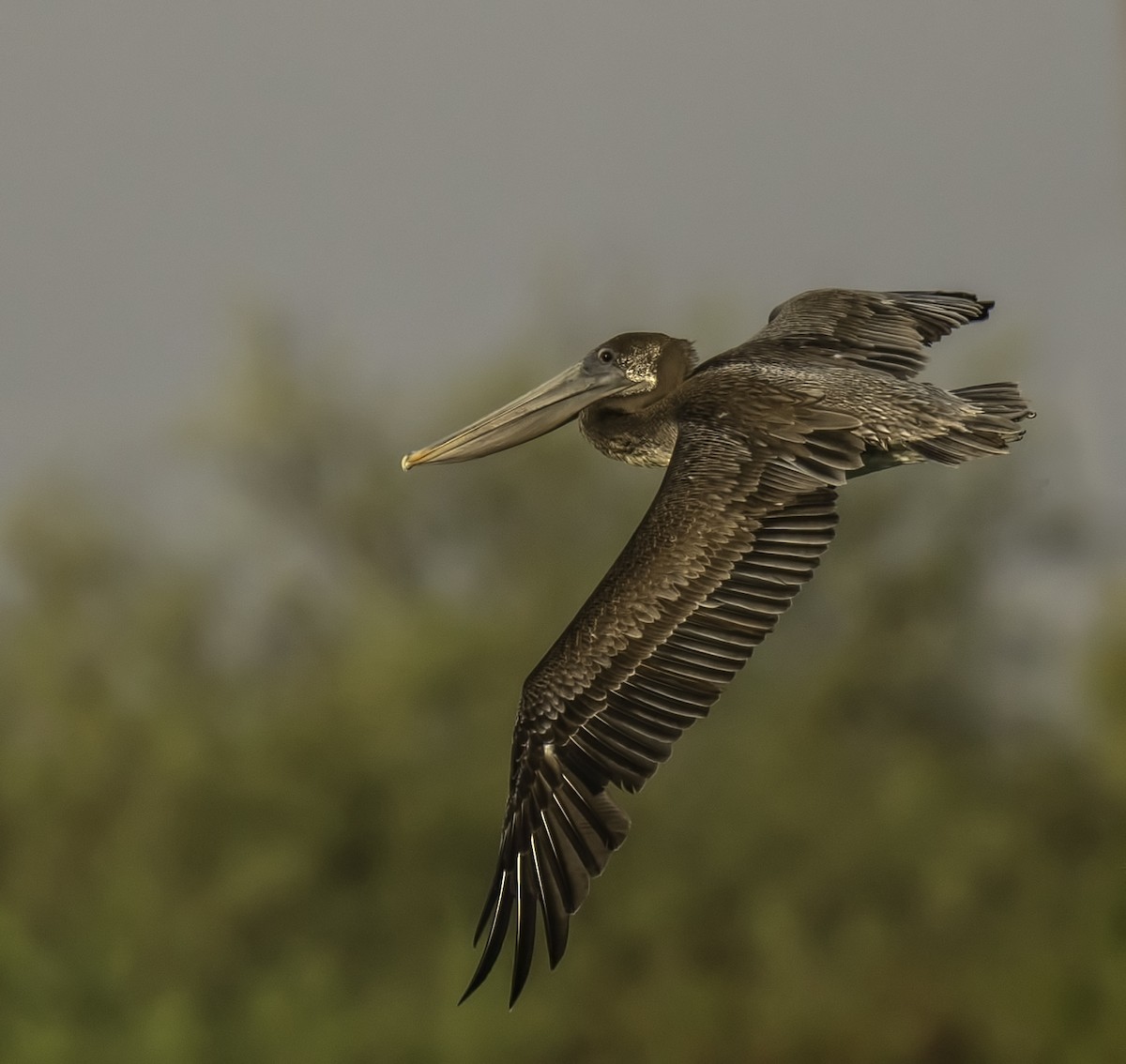 Brown Pelican - Robert Michaelson