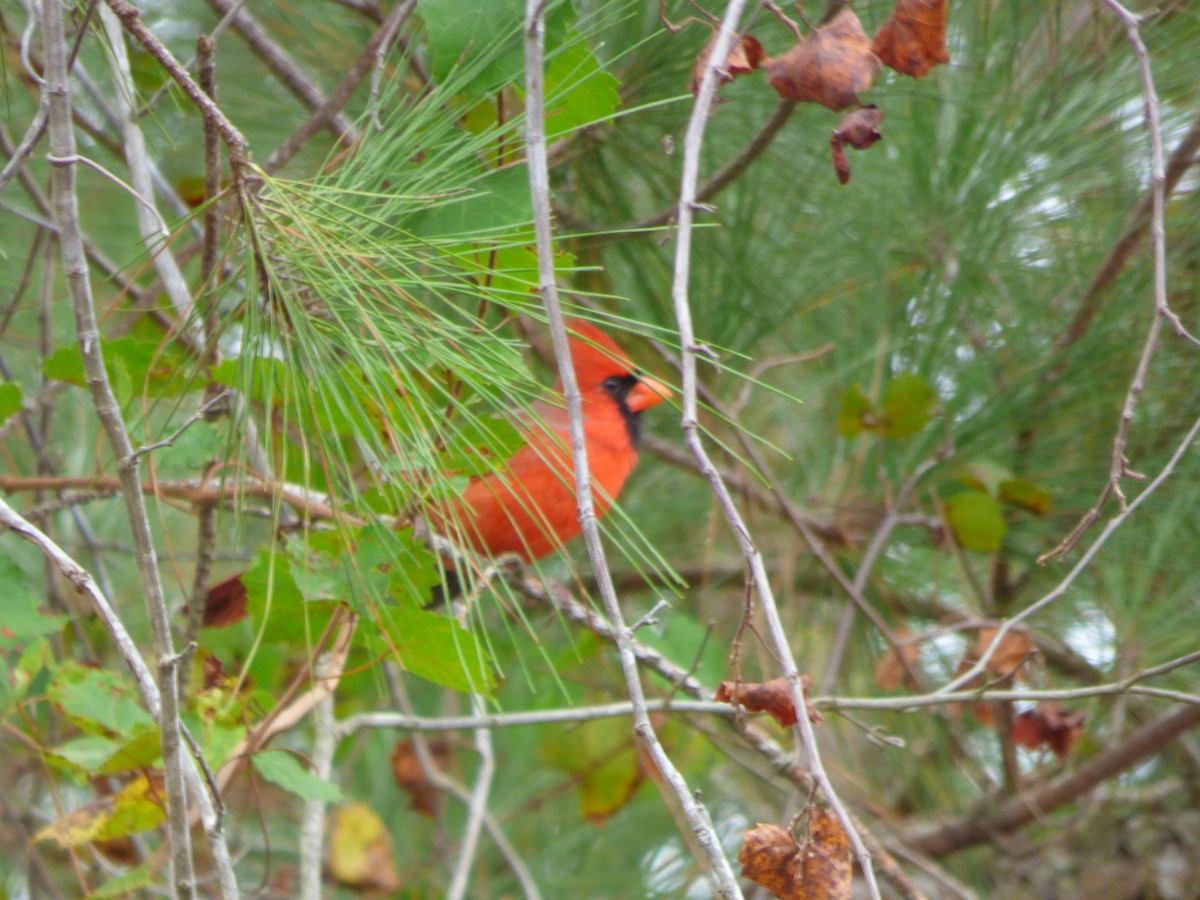 Cardinal rouge - ML180526191