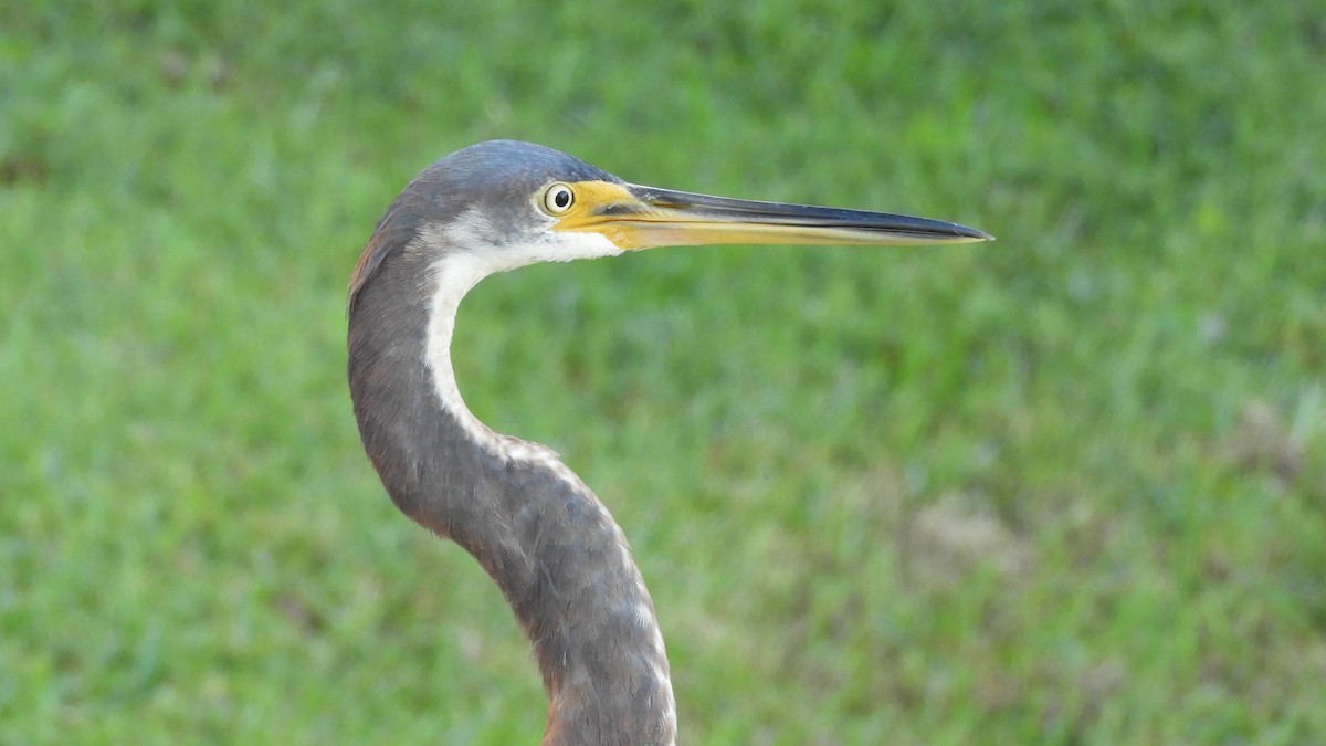 Tricolored Heron - Shane Carroll