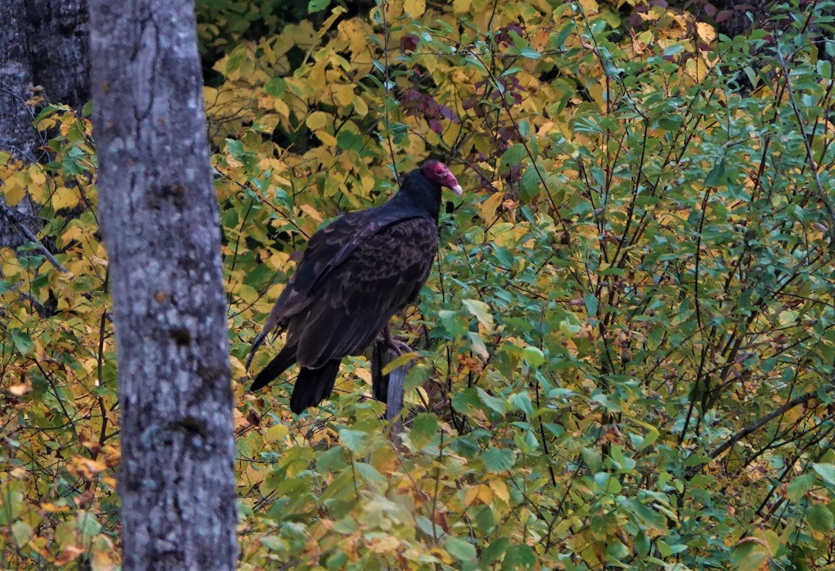 Turkey Vulture - ML180527721