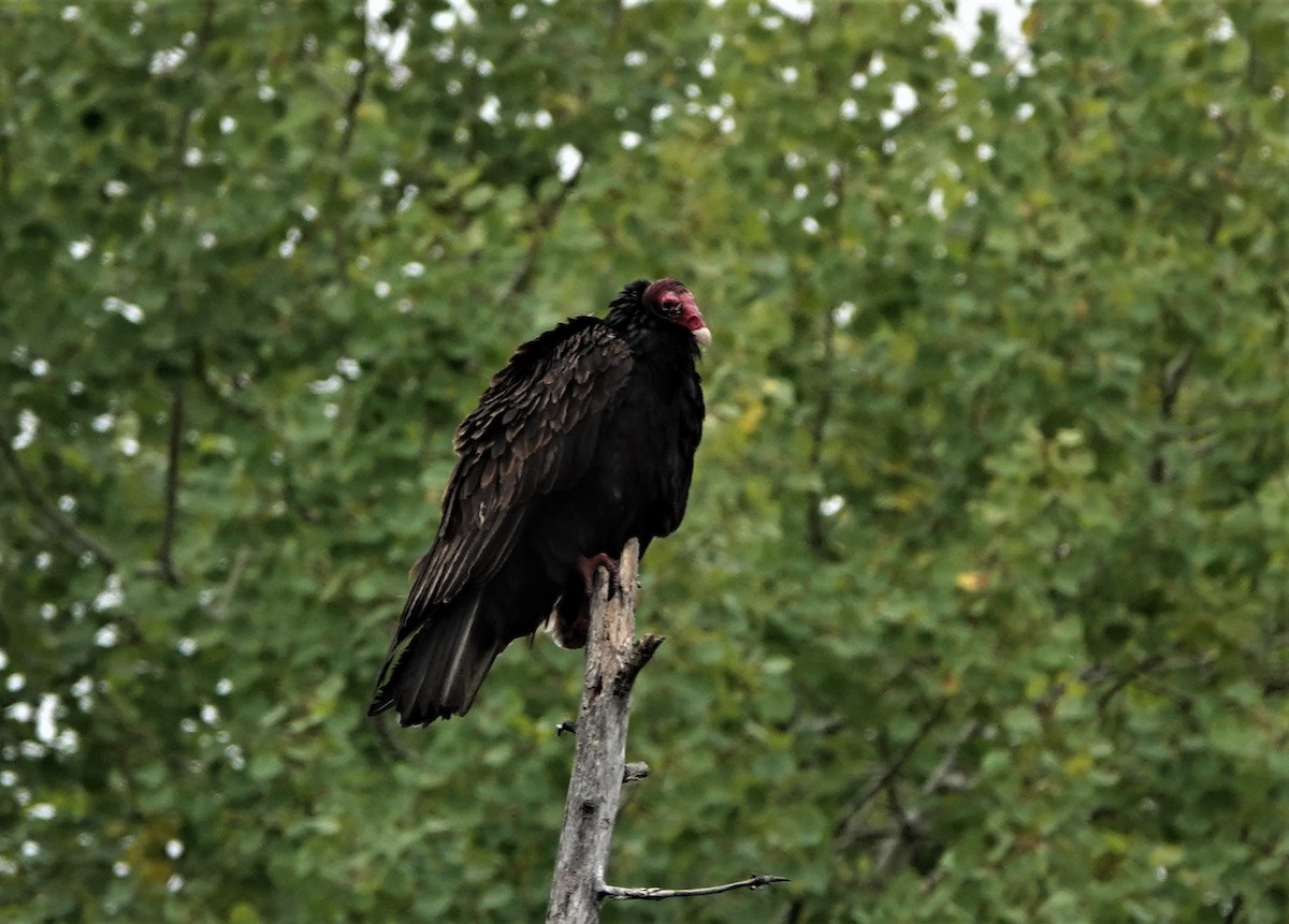 Turkey Vulture - ML180527771