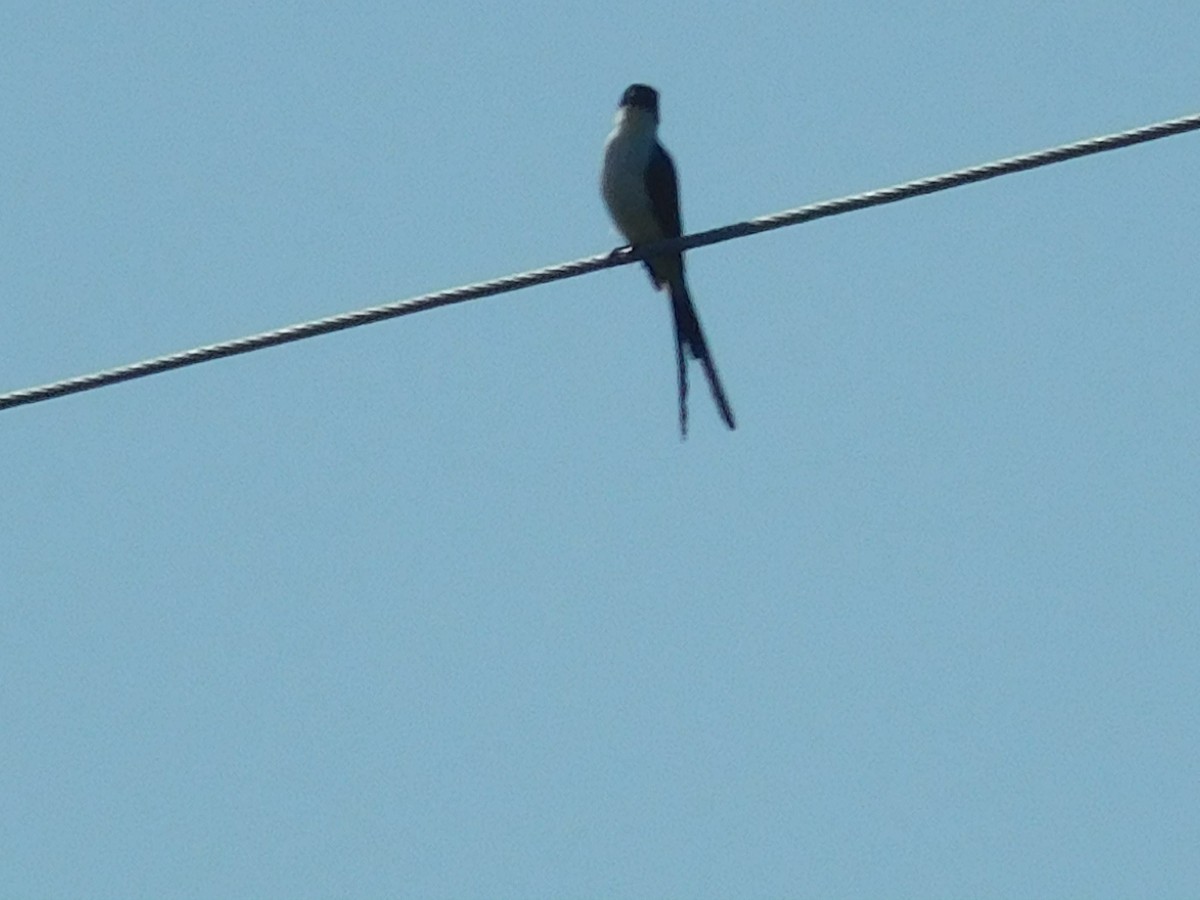 Fork-tailed Flycatcher - Mark Conway
