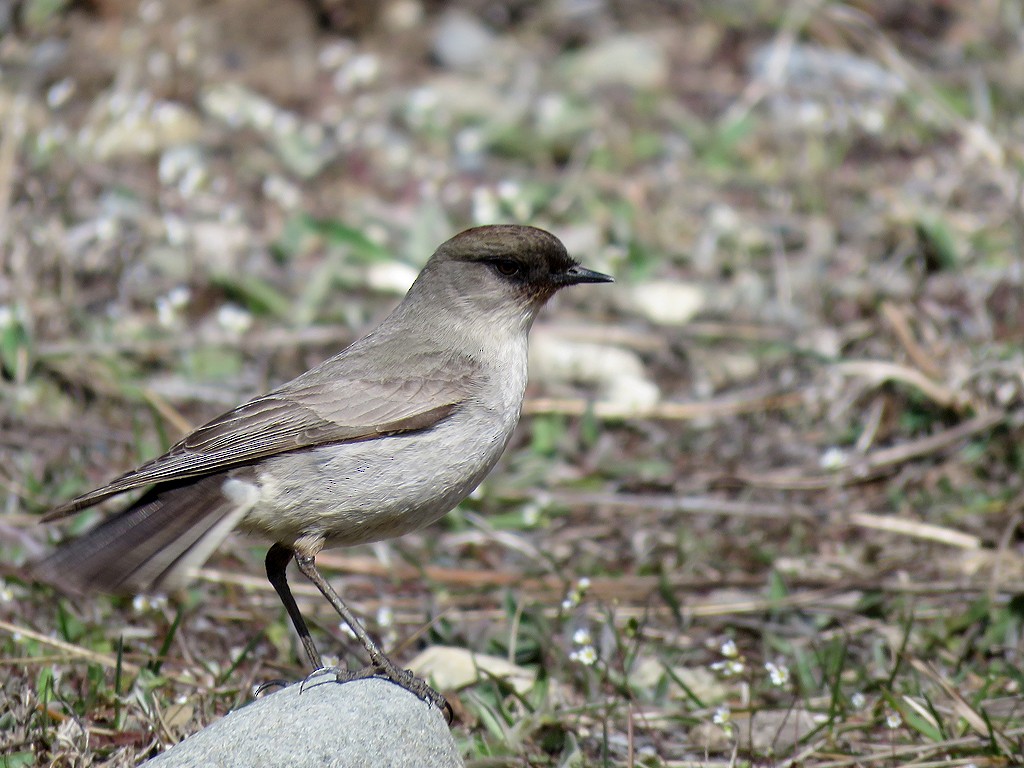 Dark-faced Ground-Tyrant - ML180534311