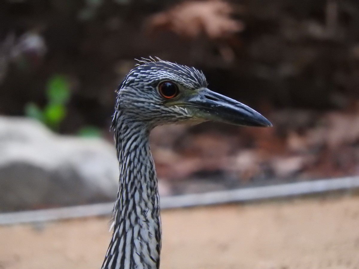 Yellow-crowned Night Heron - ML180534941