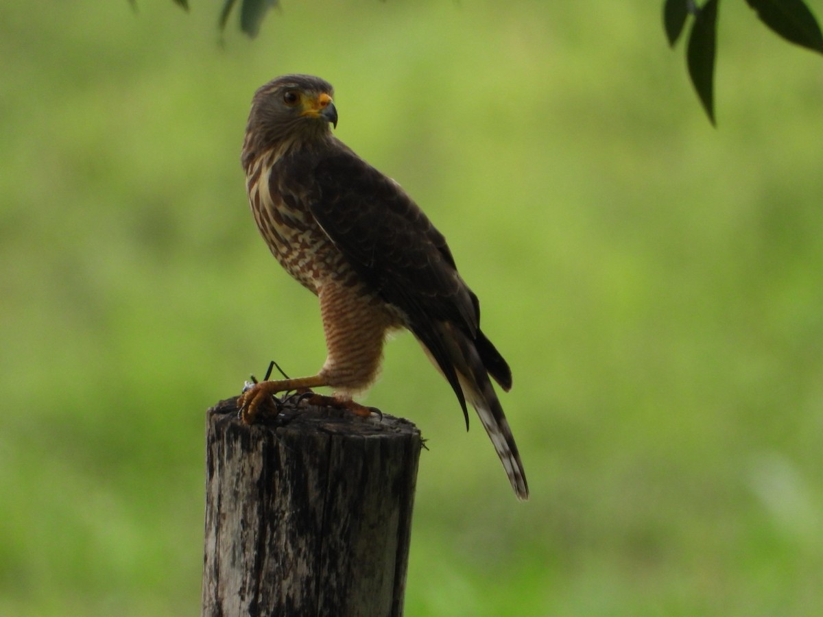 Buse à gros bec - ML180534951