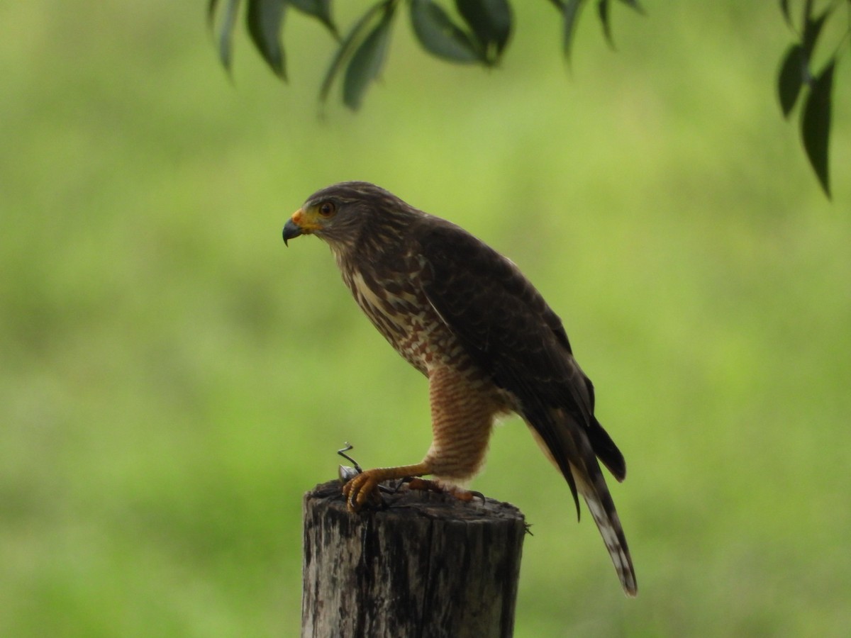 Buse à gros bec - ML180534961