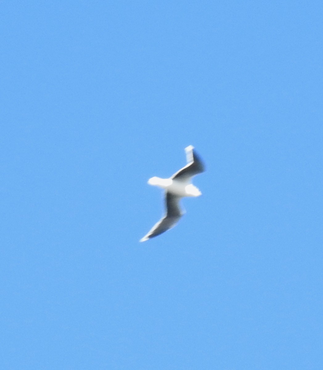 Mouette pygmée - ML180537191