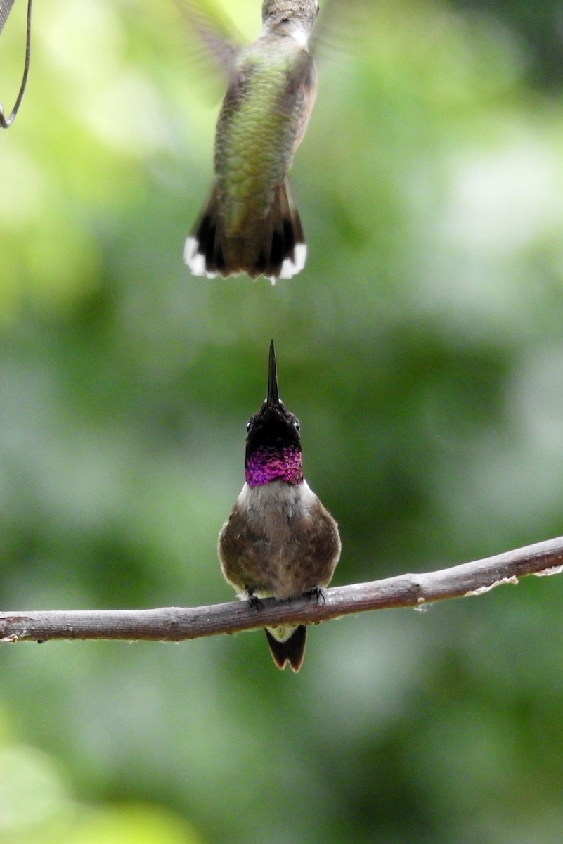 Black-chinned Hummingbird - Laurel Runnels