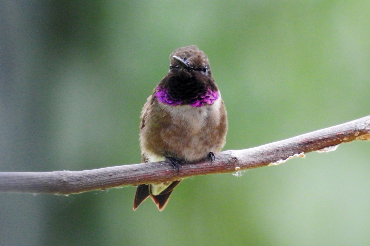 Black-chinned Hummingbird - Laurel Runnels