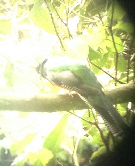 Collared Trogon - Carlos Torrijos