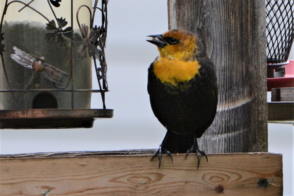 Yellow-headed Blackbird - Robert  Whetham