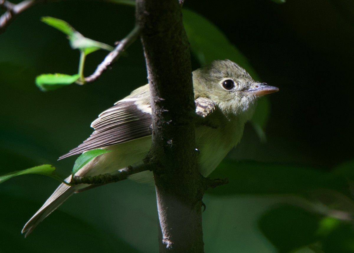 Acadian Flycatcher - ML180544651