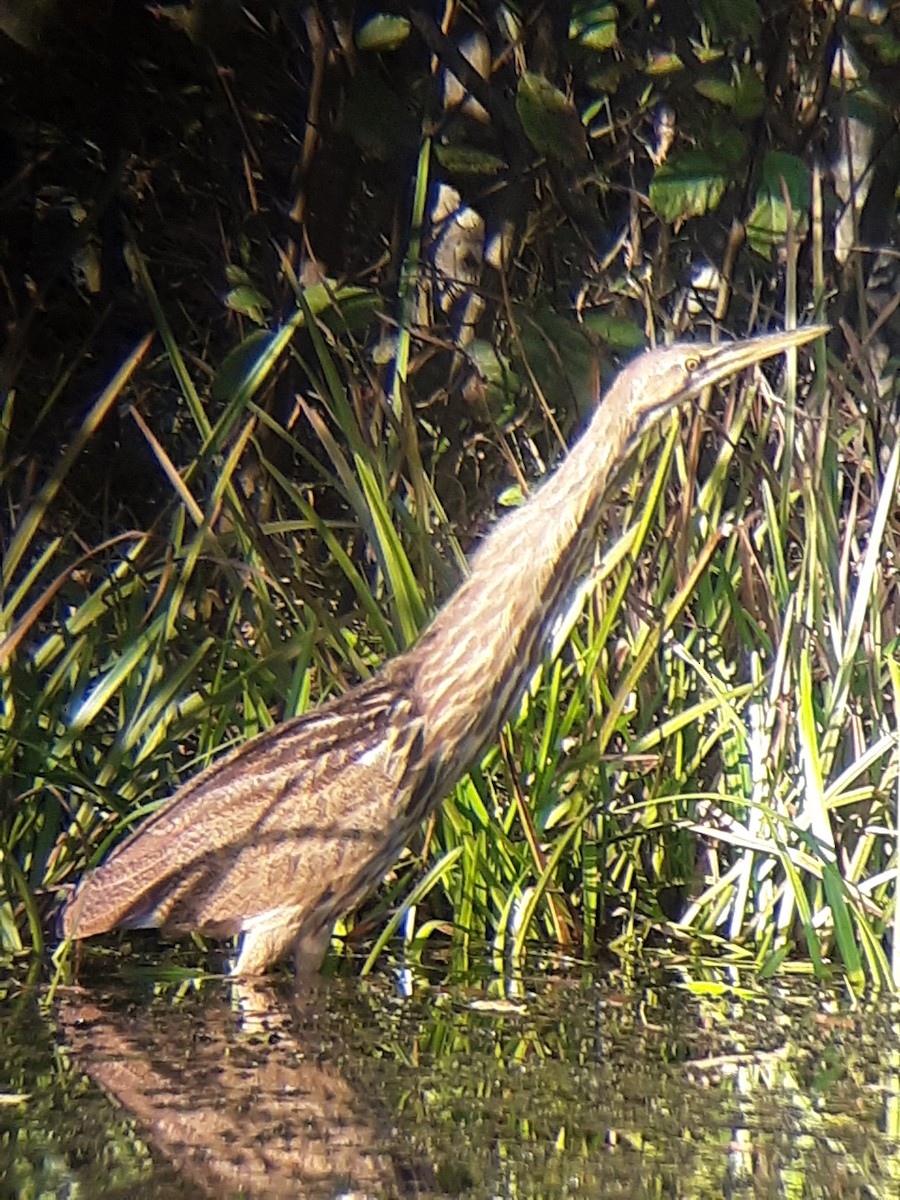 American Bittern - Matthew Juskowich