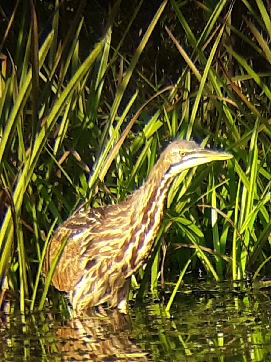 American Bittern - ML180546261