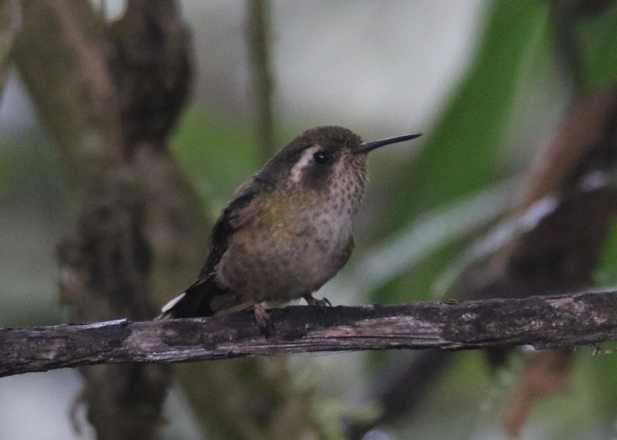 Speckled Hummingbird - ML180546841