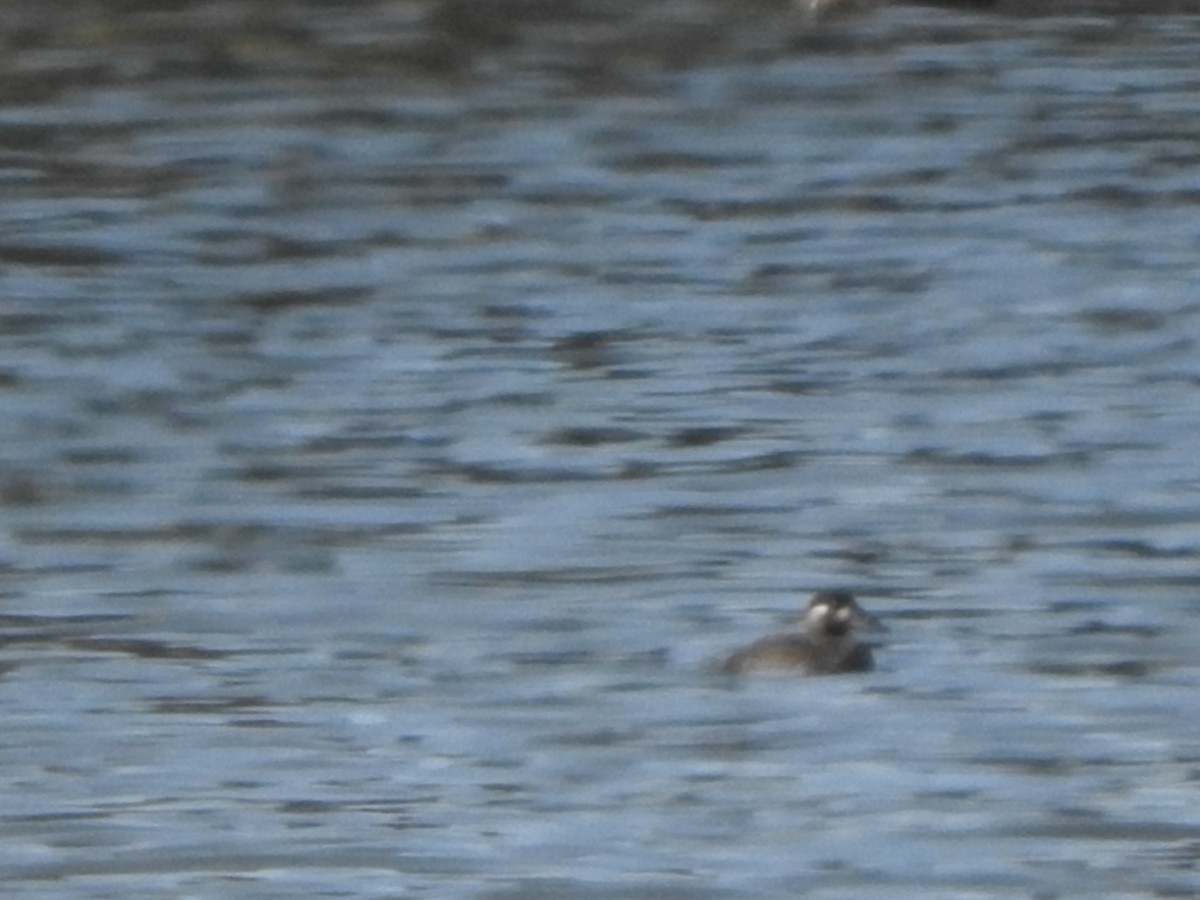 Surf Scoter - ML180546871