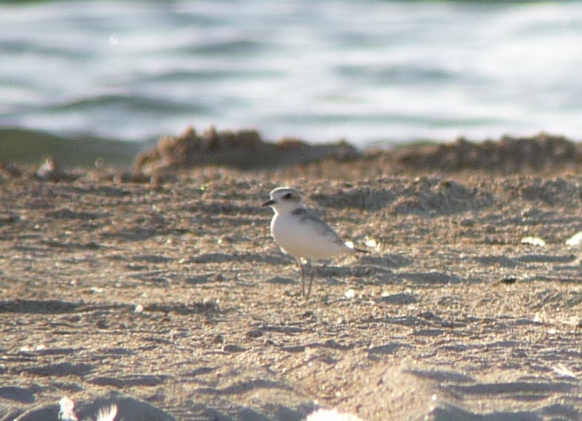 Snowy Plover - ML180547801