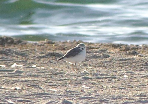 Snowy Plover - ML180547821