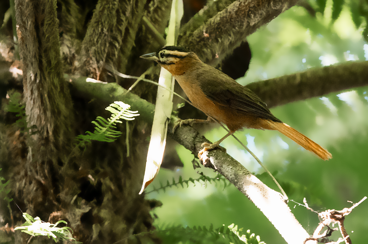 Black-capped Foliage-gleaner - ML180548431