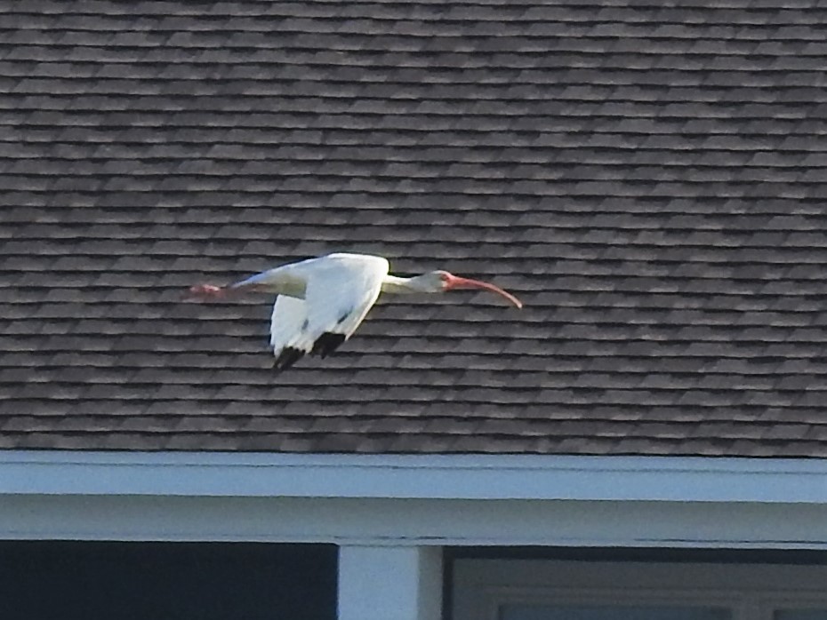 White Ibis - ML180550311