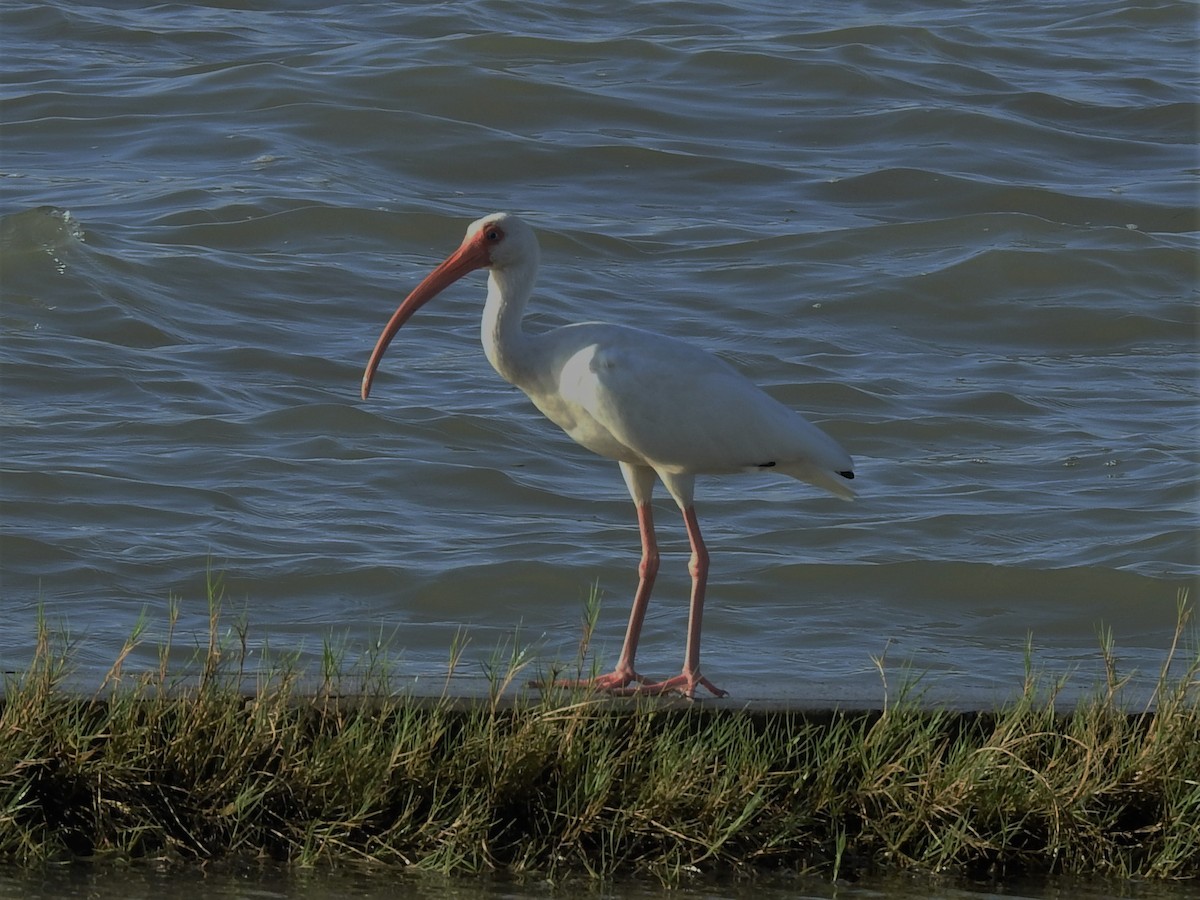 White Ibis - ML180550421