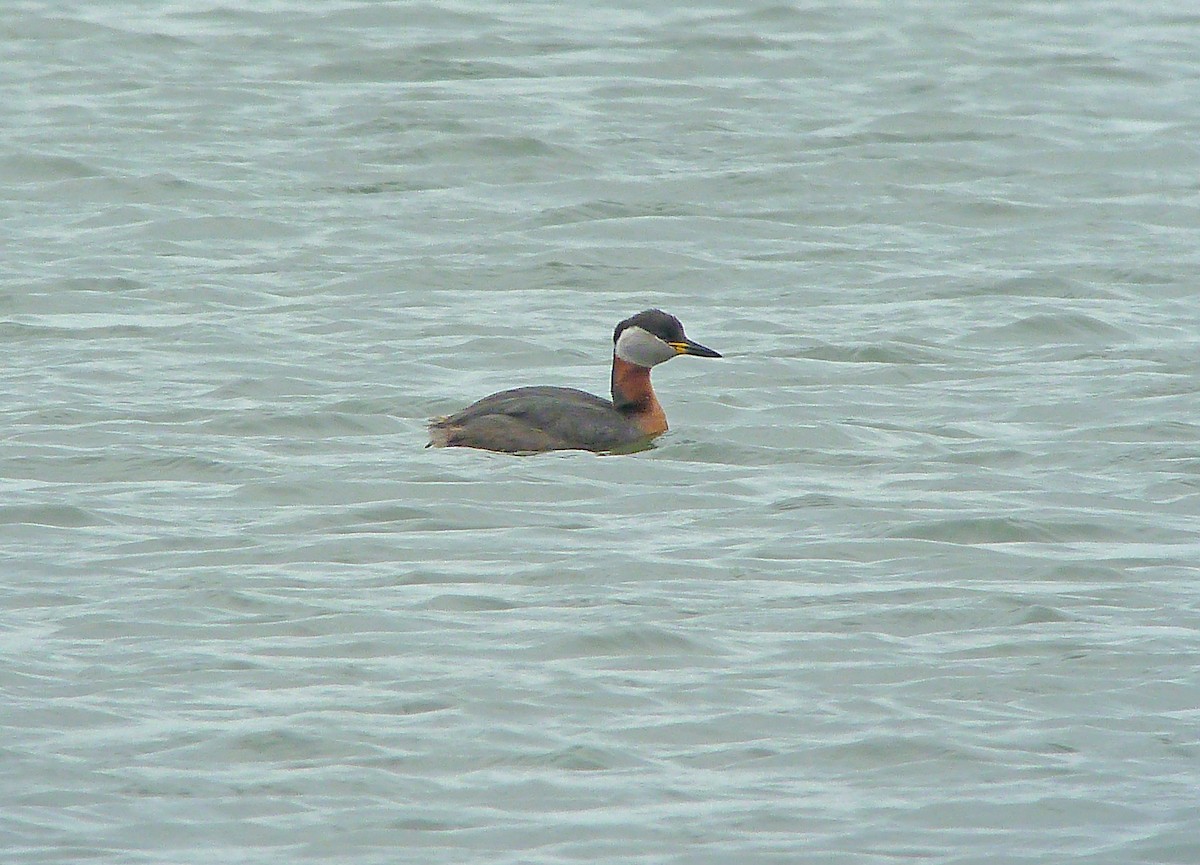 Red-necked Grebe - ML180550861