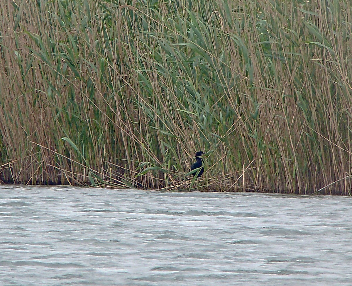 Pygmy Cormorant - ML180550961