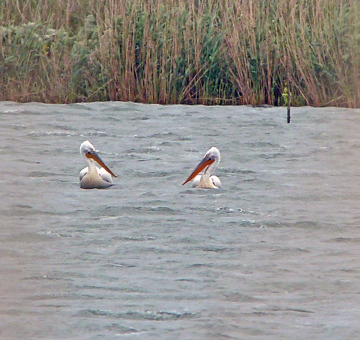 Dalmatian Pelican - ML180550971