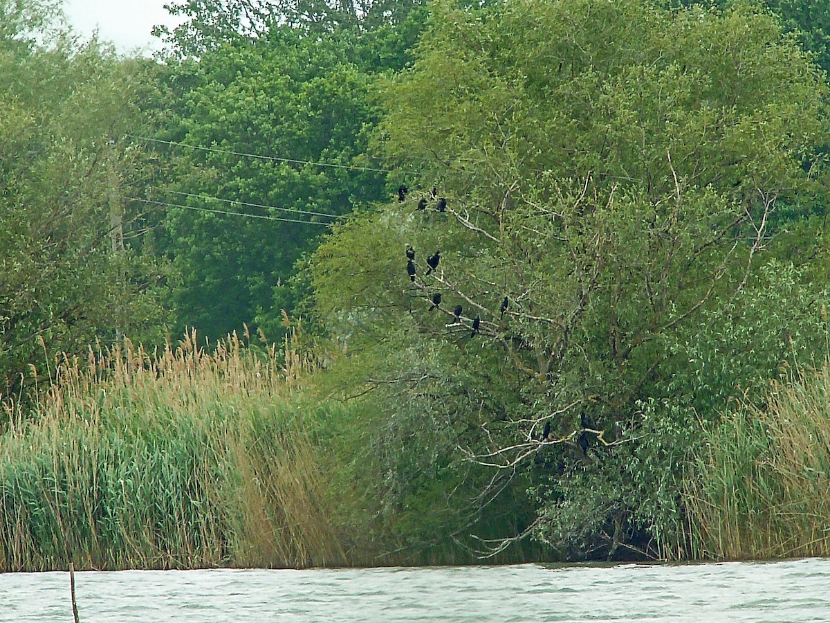 Pygmy Cormorant - ML180550981