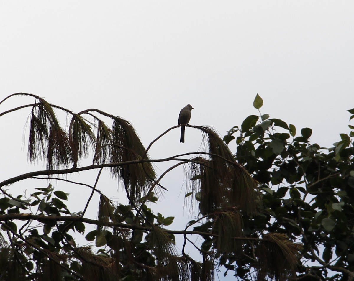 Tufted Flycatcher - Carlos Torrijos