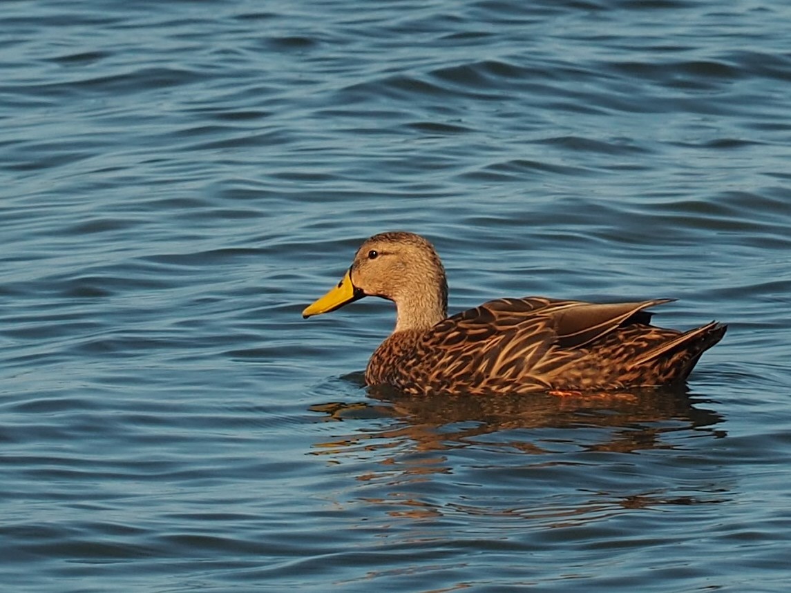 Mottled Duck - ML180551501