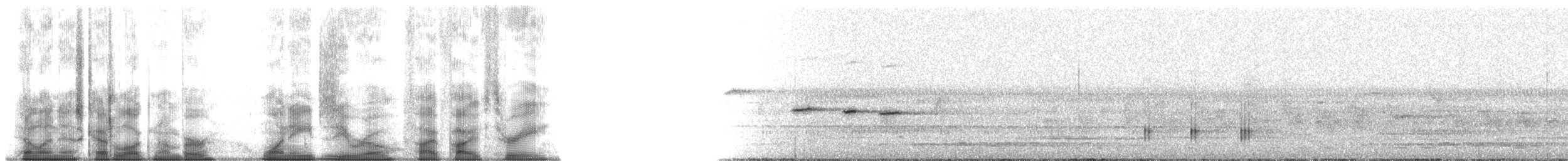 Белошейная веерохвостка - ML180553