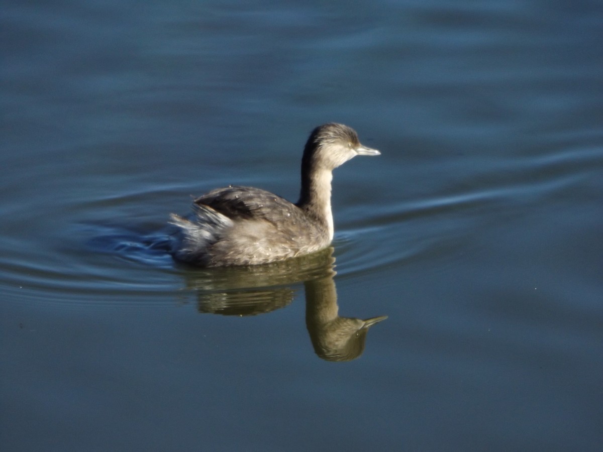 Hoary-headed Grebe - ML180553121