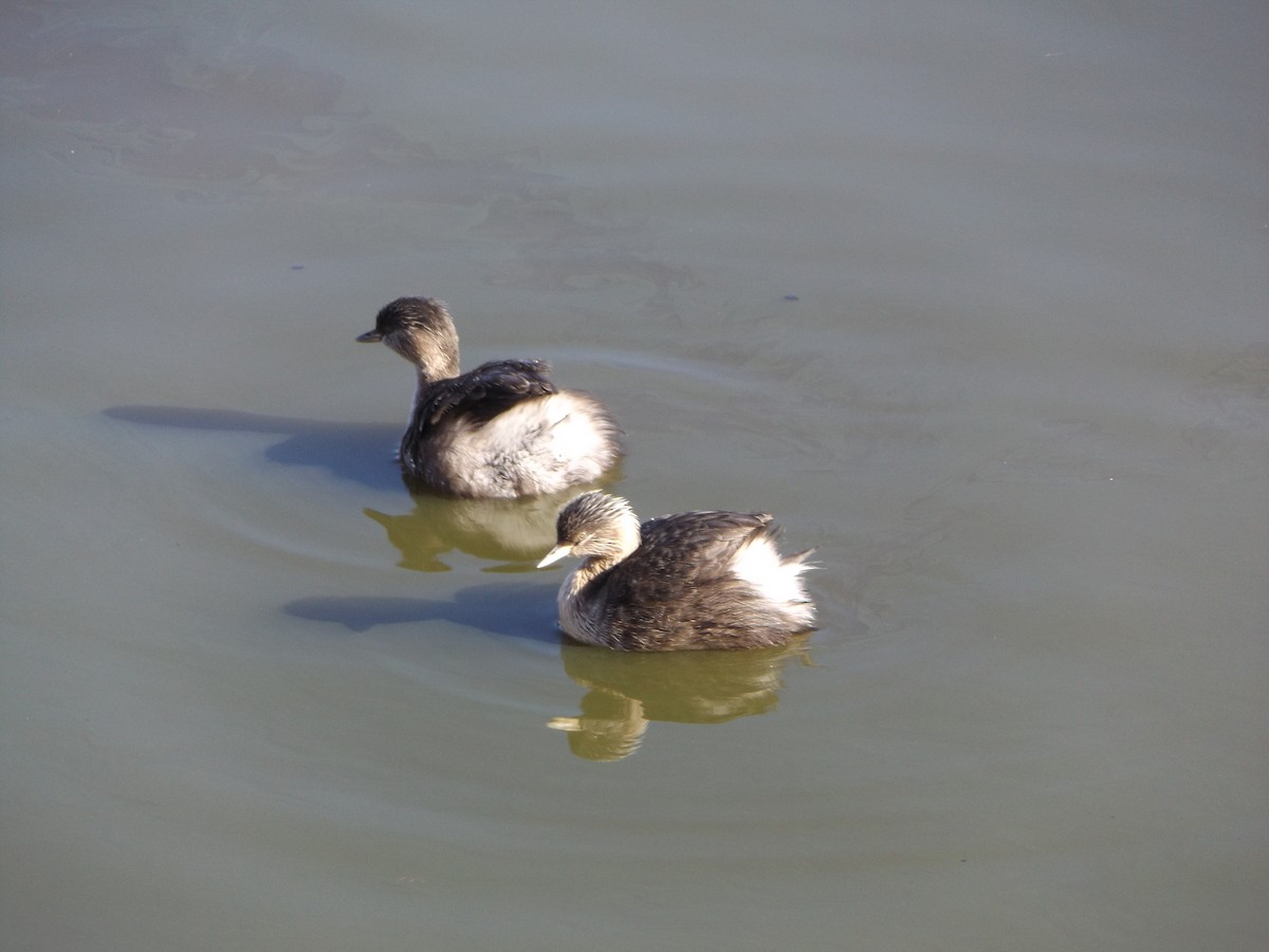 Hoary-headed Grebe - ML180553131