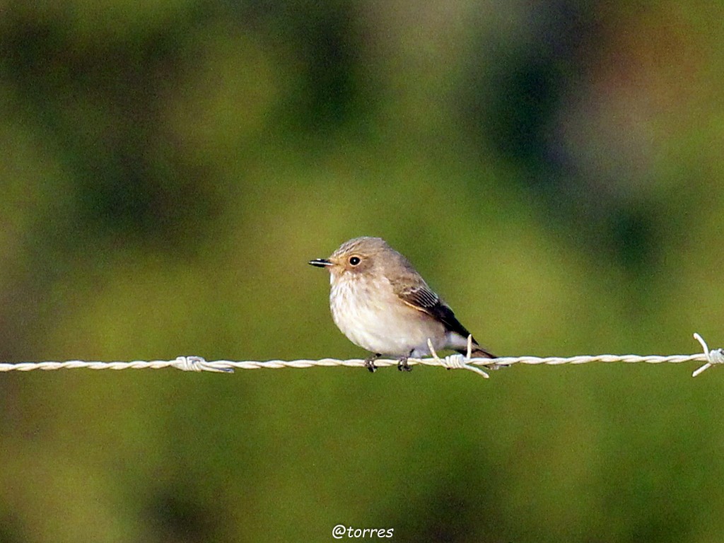 Spotted Flycatcher - ML180553211